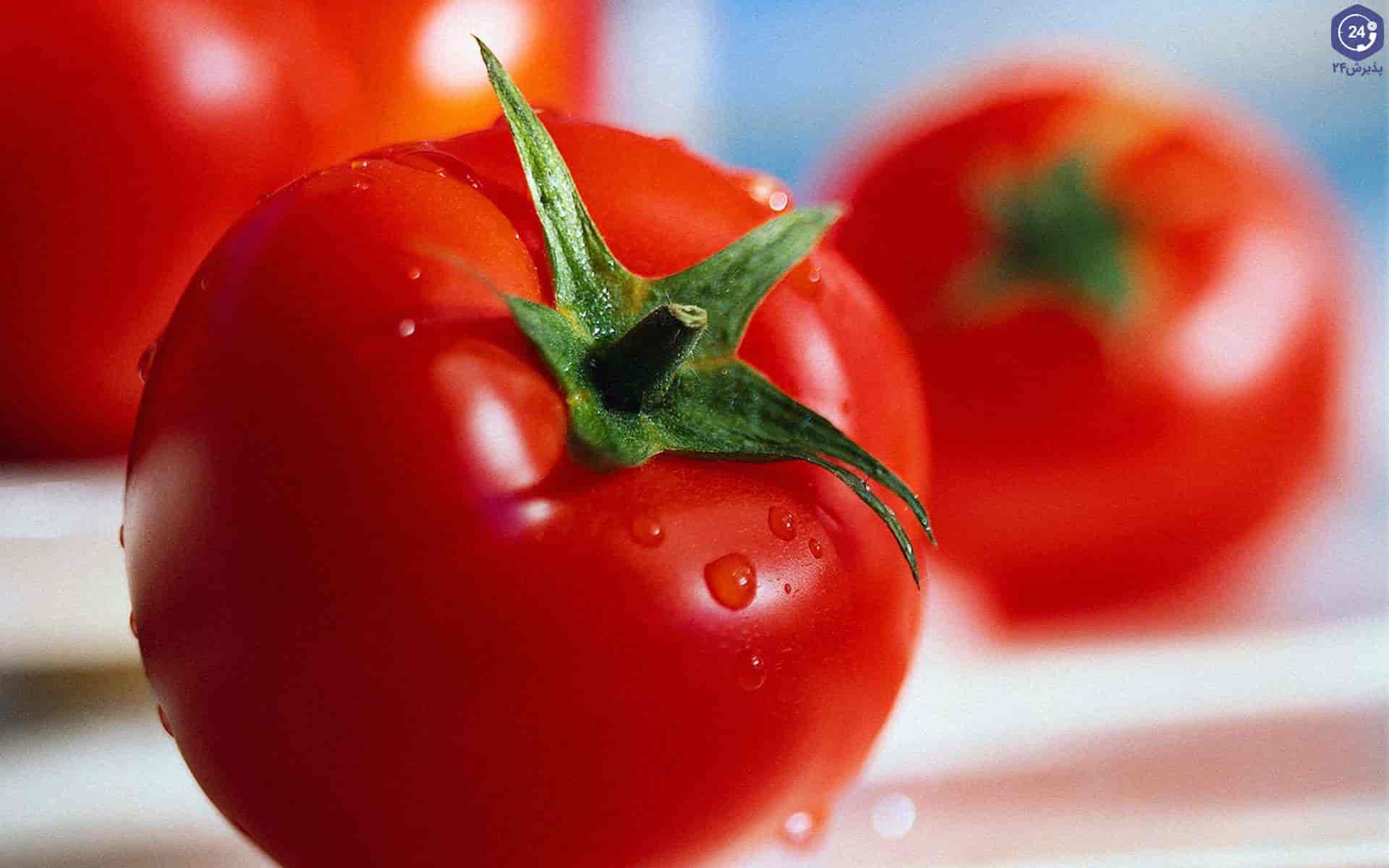 خرید گوجه صادراتی + قیمت فروش استثنایی